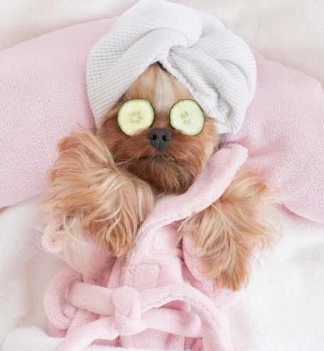 A pampered dog after grooming session