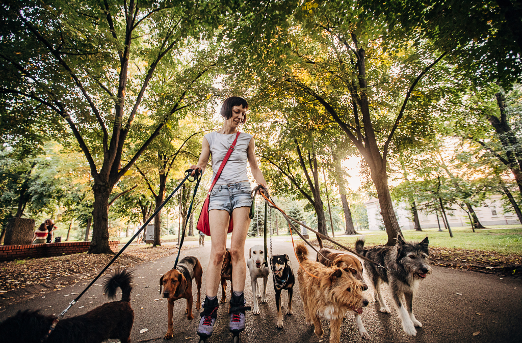 Professional dog walker handling a group of six dogs on a walk in Australia.