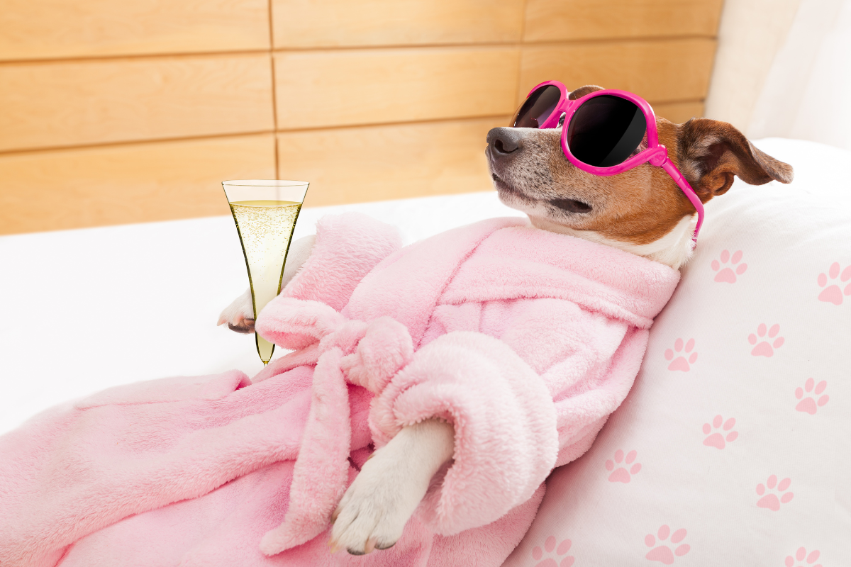 Relax Spa Wellness Dog Grooming