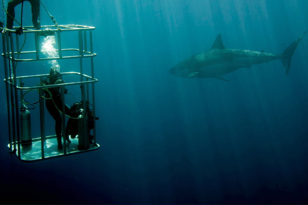 Shark Cage Diving Port Lincoln