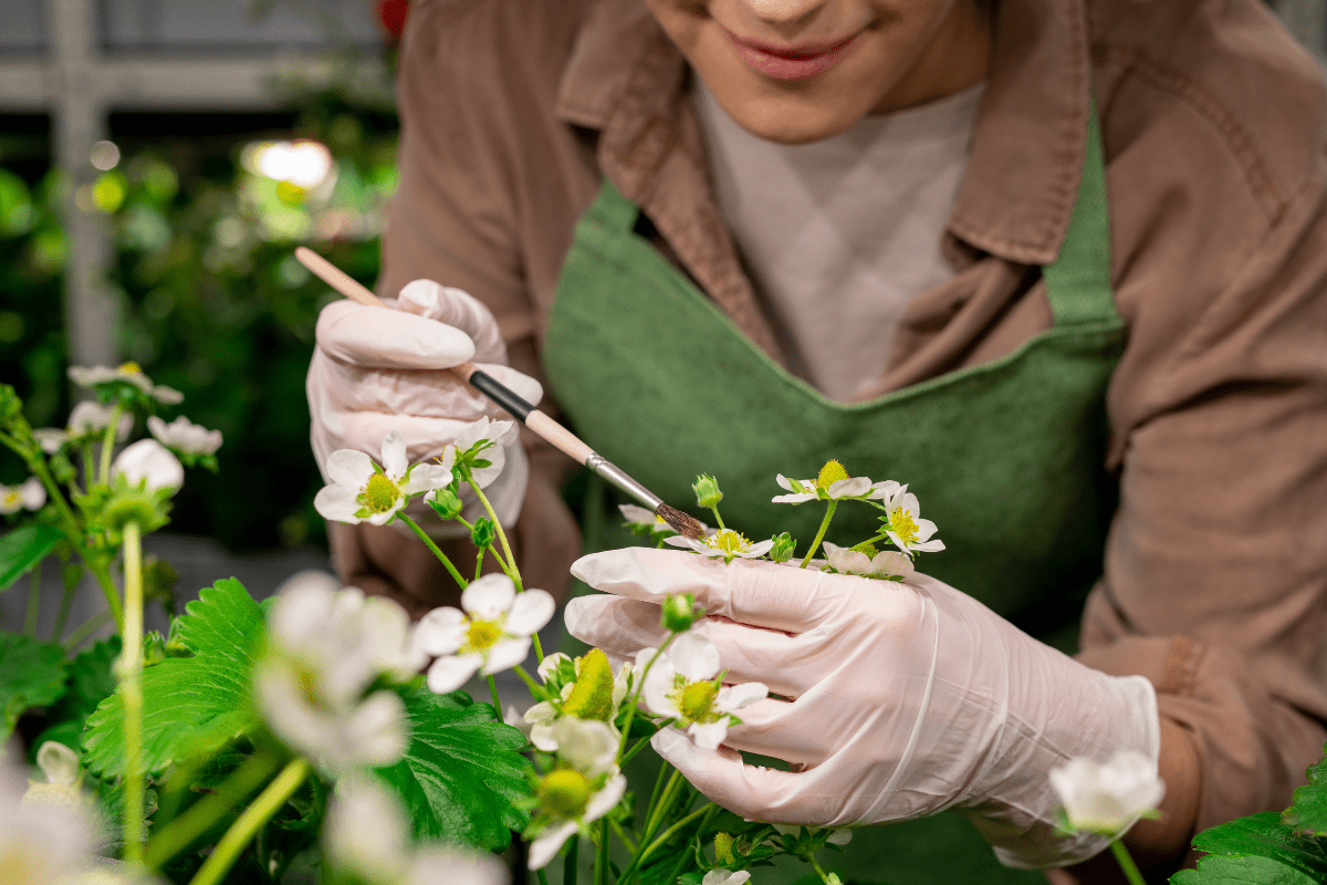 Gloved hands of vertical gardener holding strawberry blossom during artificial pollination