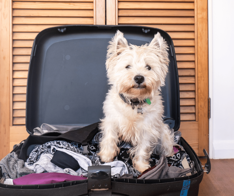 Pet-Friendly Accommodations in Melbourne