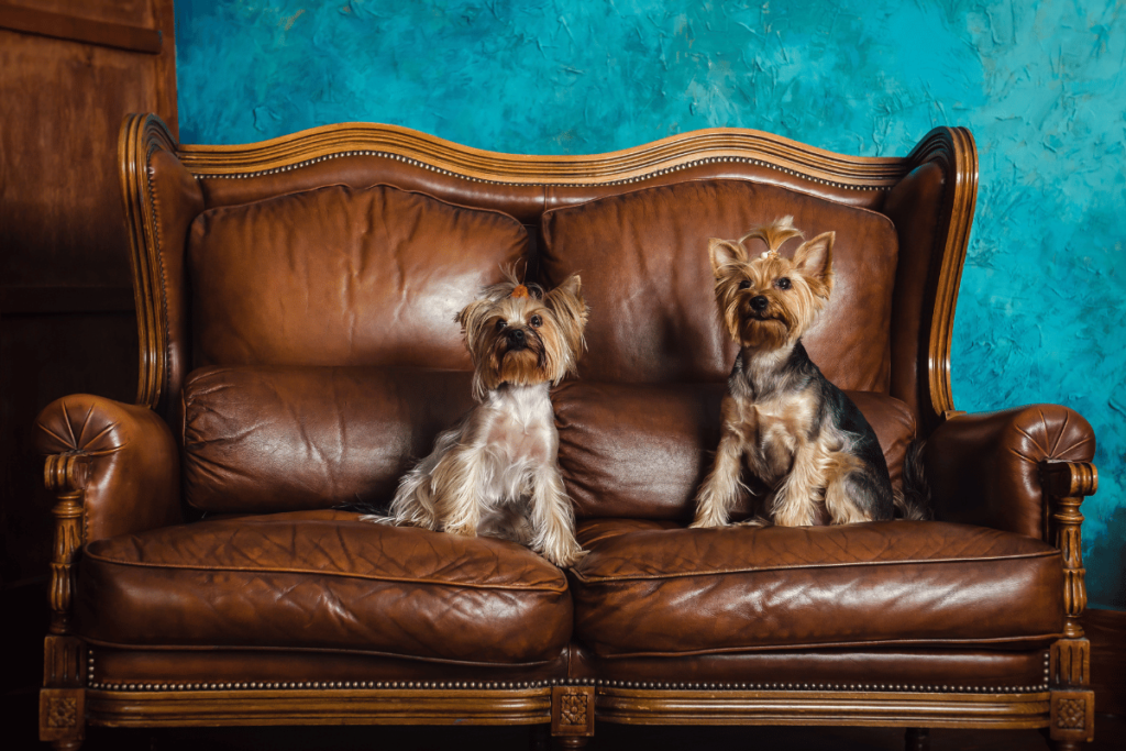 terriers on a brown sofa in blue vintage bathroom