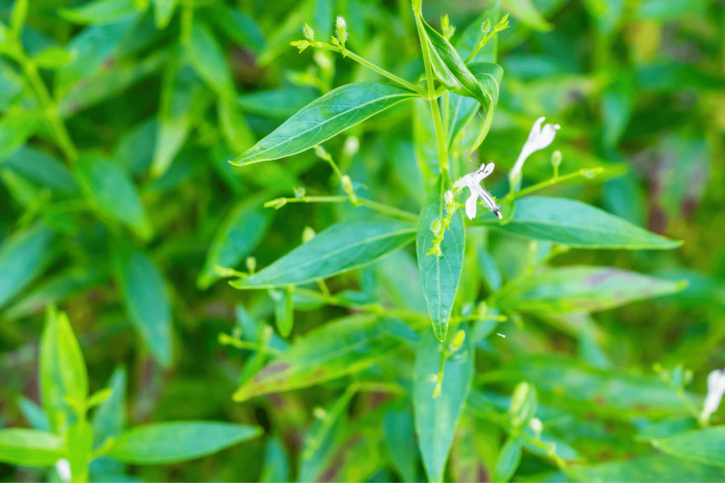 Andrographis paniculata fresh Thai herbal medicine herbs organic plant leaves and flower, closeup