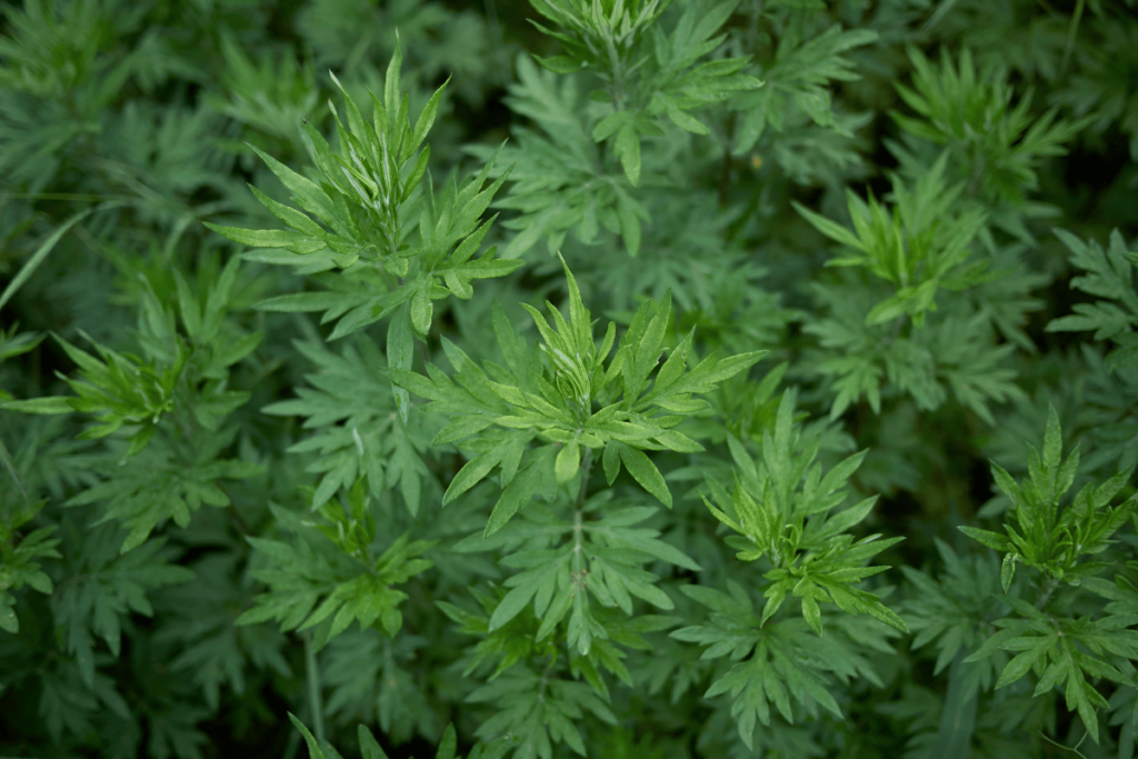 Artemisia vulgaris close up