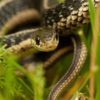 Baby Garden snake in grass