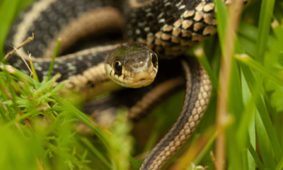 Baby Garden snake in grass