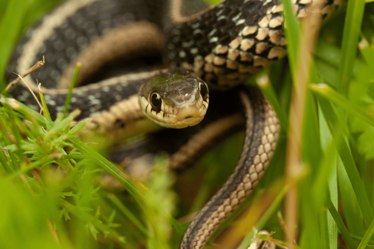 Baby Garden snake in grass