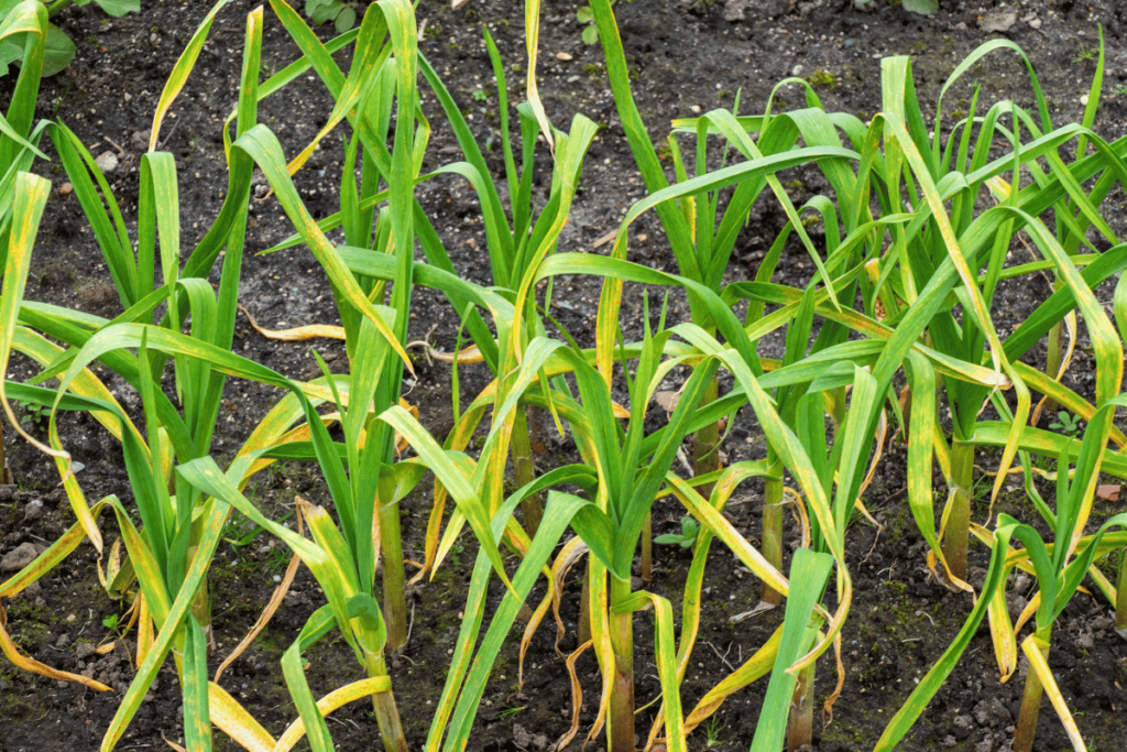 Close up of garlic growing (Allium sativum)