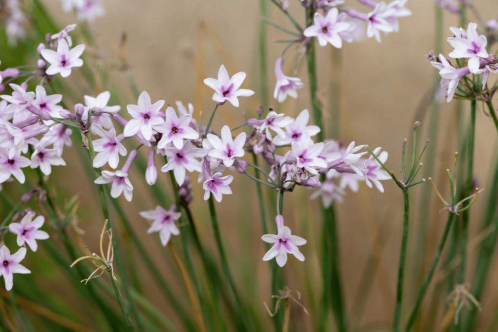Close up of society garlic (tulbaghia violacea) flowers in bloom