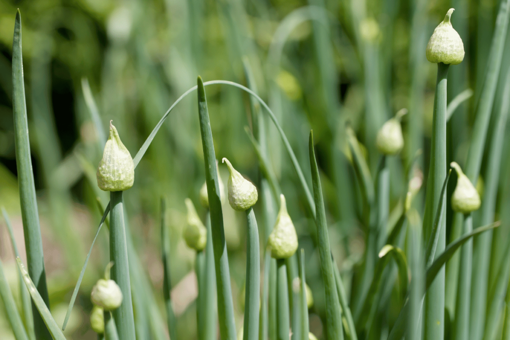 Onion (Allium cepa)