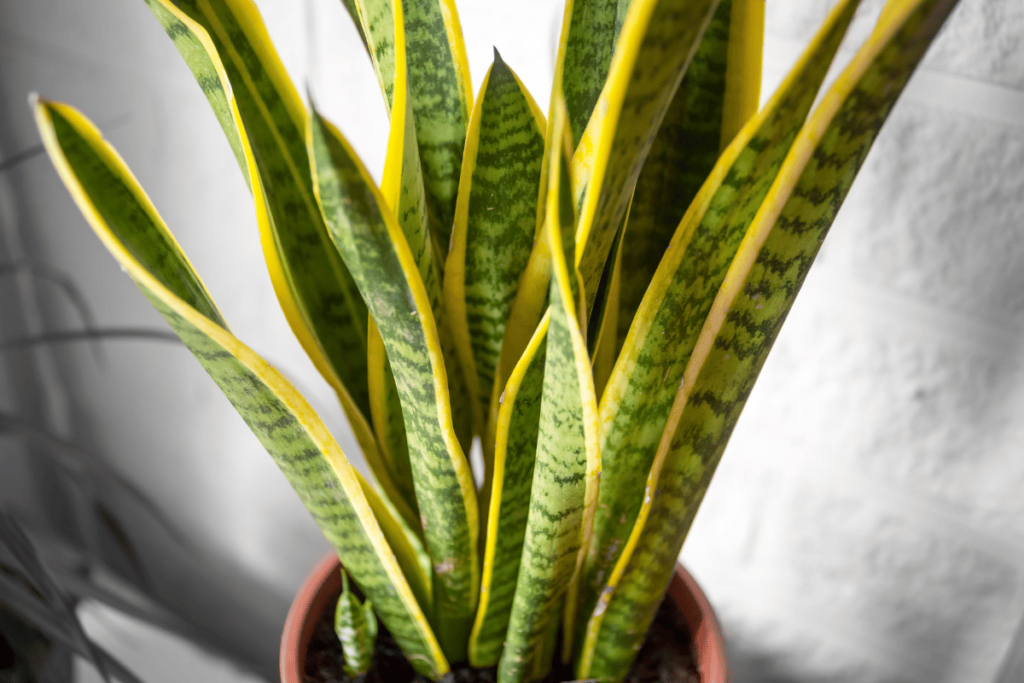 Sansevieria Trifasciata Prain , Mother in law tongue , Viper's bowstring hemp