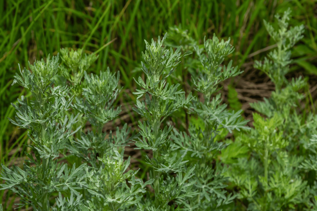 Wormwood Artemisia absinthium in garden. Wormwood plant used for herbal medicine.
