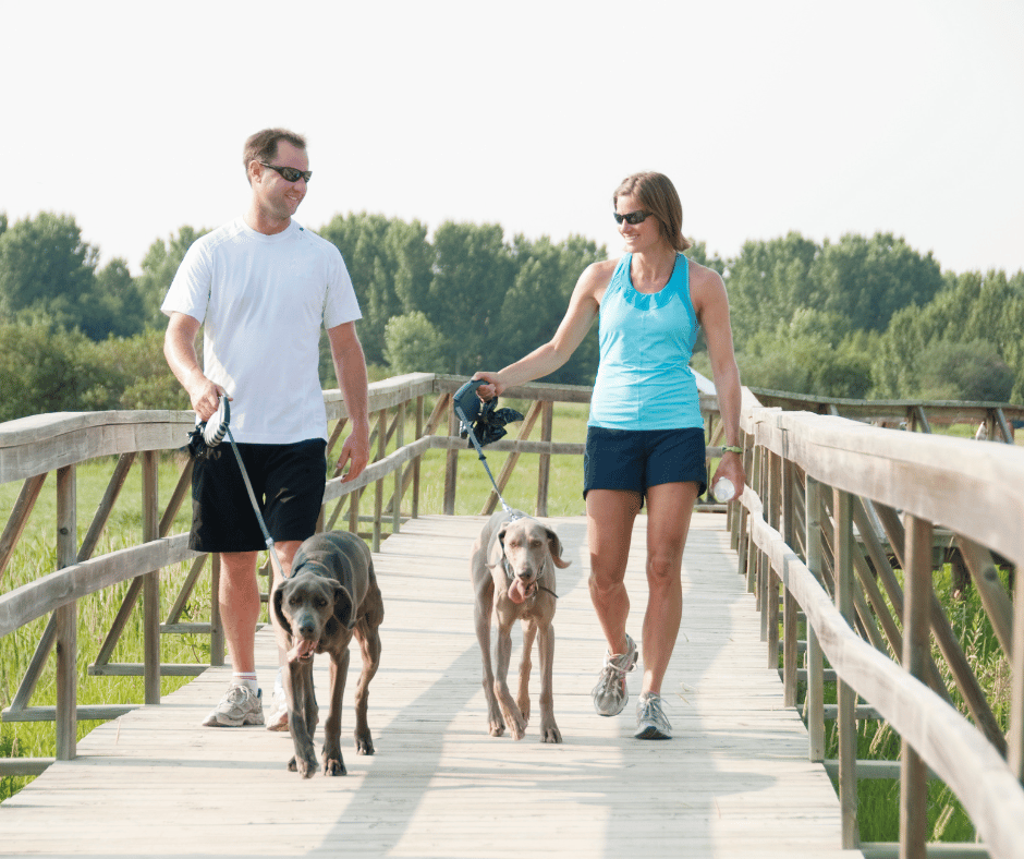 a couple walking with their dogs