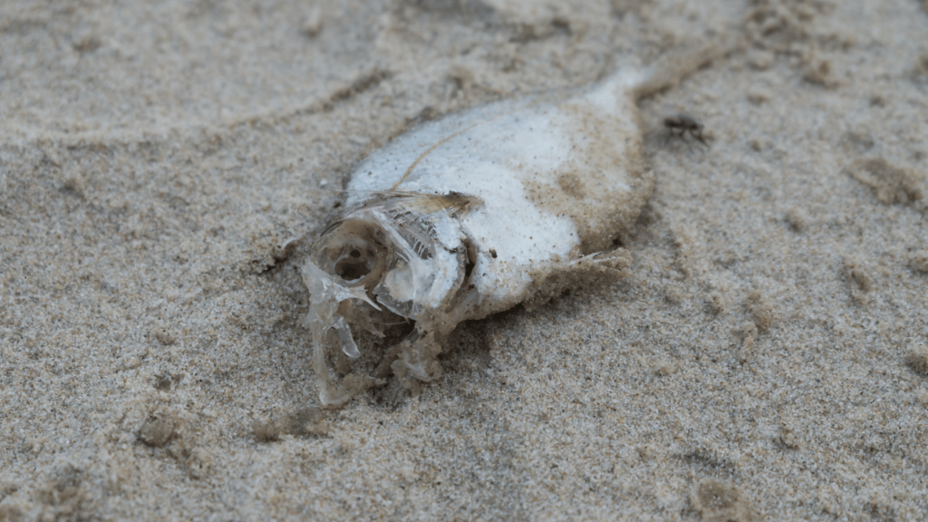 Decomposed fish on sand, linked to environmental stress in coastal waters.