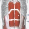 Anatomical illustration showing the rectus abdominis and transverse abdominis muscles, highlighting the deep core layer beneath the surface muscles.