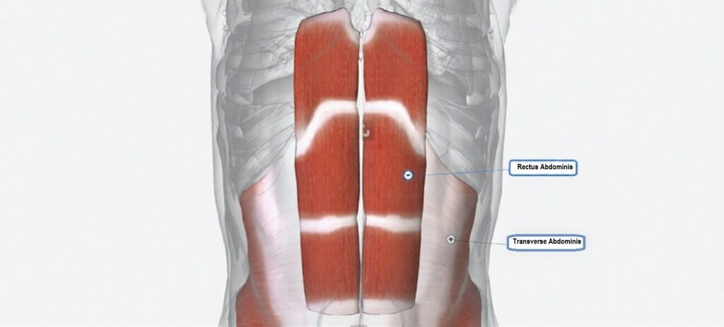 Anatomical illustration showing the rectus abdominis and transverse abdominis muscles, highlighting the deep core layer beneath the surface muscles.