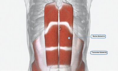 Anatomical illustration showing the rectus abdominis and transverse abdominis muscles, highlighting the deep core layer beneath the surface muscles.
